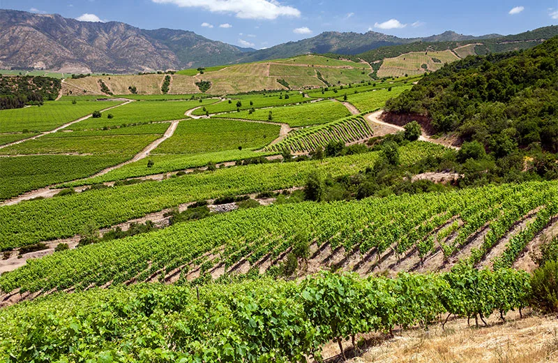 Vino chileno: una guía para entender las valles sin ser experto